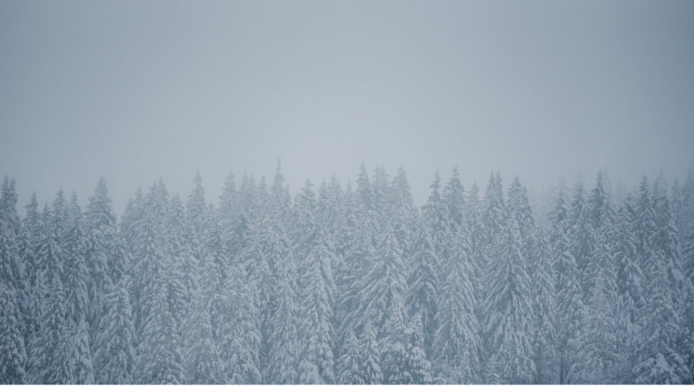 Forest skyline in blizzard